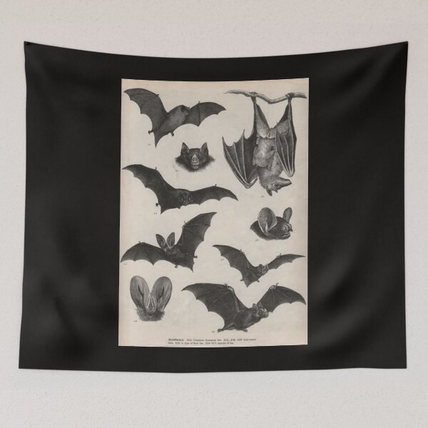 Item preview, illustrations de chauve-souris victorienne vintage Poster designed and sold by HortonHarmon17.