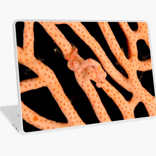 Denise's Pygmy Seahorse - Hippocampus denise Laptop Skin