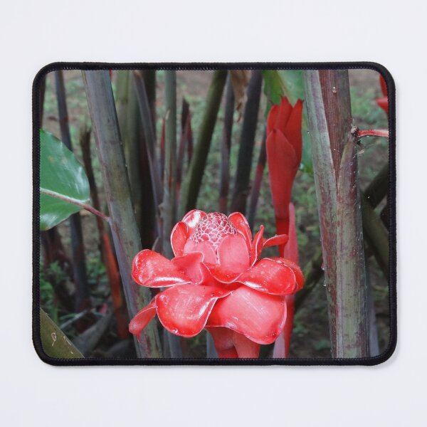 Item preview, Tropical Blooms designed and sold by John Gelletta.