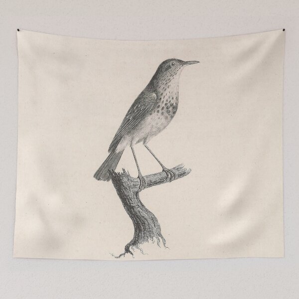 Item preview, The Hermit Thrush Natural history of vintage birds of North America designed and sold by ptMaker.
