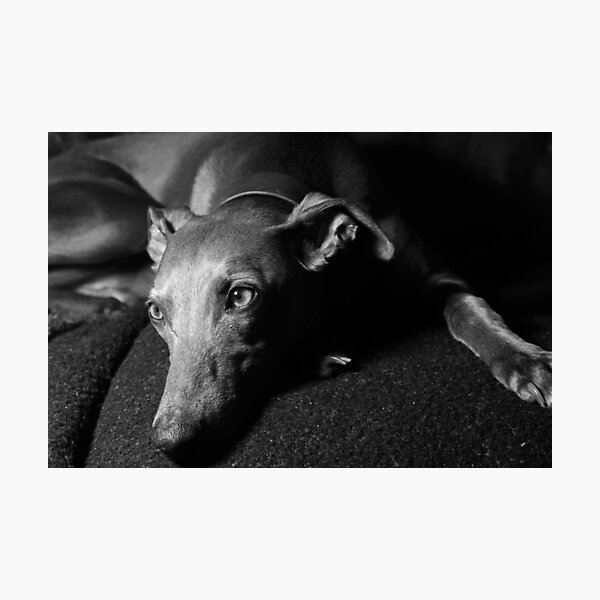 Whippet Portrait (monochrome) Photographic Print