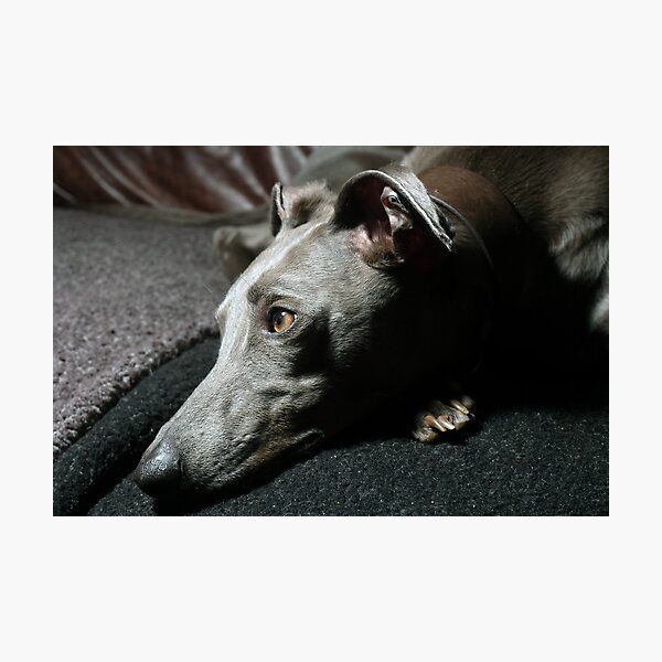 Whippet Portrait - Profile Photographic Print