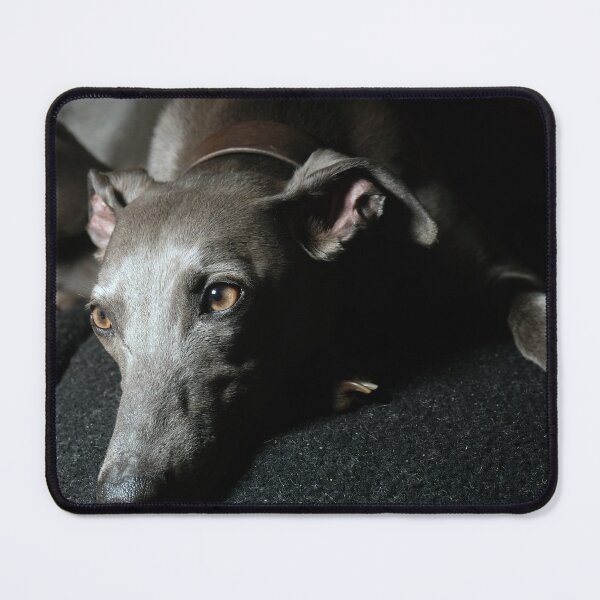 Item preview, Whippet Portrait designed and sold by AdvancedPhotons.