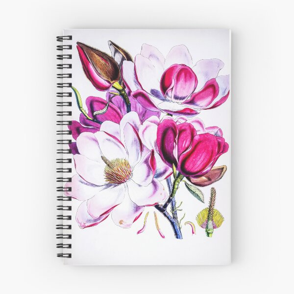 Item preview, Magnolia campbellii, or Campbell's magnolia illustration. designed and sold by LegendaryOddity.