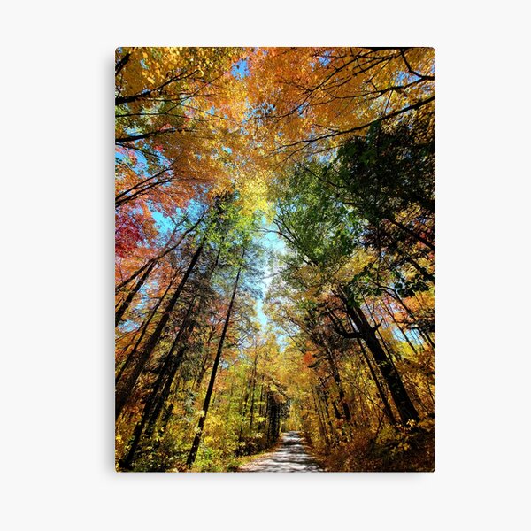 Itasca State Park on September 27, 2021 Canvas Print