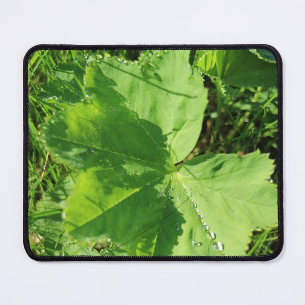 Item preview, Natur, Pflanzenblätter, grün, Regentropfen, Fotografie, BebiCervin designed and sold by BebiCervin.