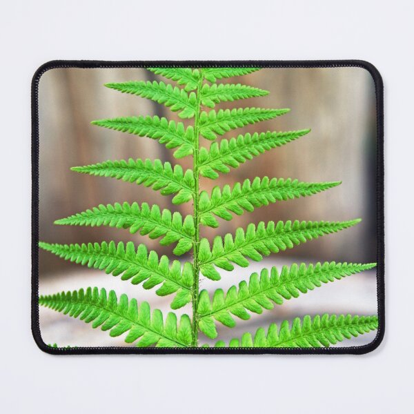 Item preview, Common Lady Fern (Athyrium Filix-Femina) designed and sold by AdvancedPhotons.