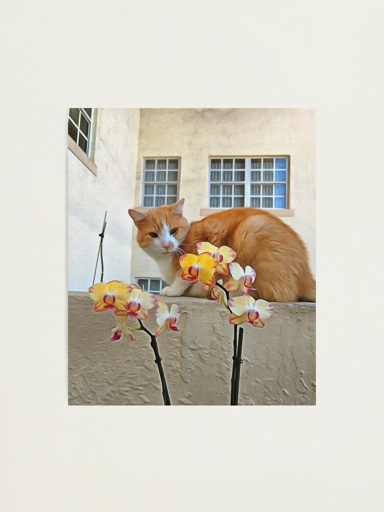 Alternate view of Cat Behind the Flowers Photographic Print