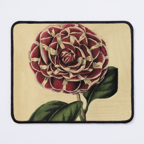 Item preview, Vintage Camellia Archidushesse Augusta Horticultural review (1850) designed and sold by ptMaker.