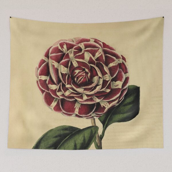 Item preview, Vintage Camellia Archidushesse Augusta Horticultural review (1850) designed and sold by ptMaker.