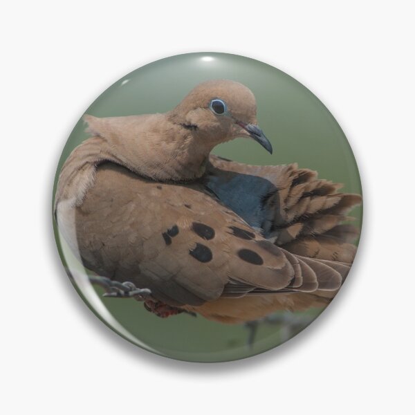 Item preview, Mourning Dove Preening Rump on Barb Wire, Austin Texas designed and sold by Steven Holt.