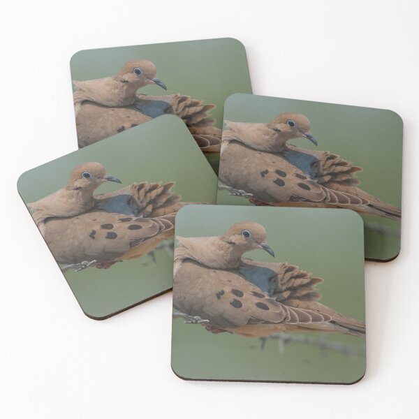 Item preview, Mourning Dove Preening Rump on Barb Wire, Austin Texas designed and sold by Steven Holt.