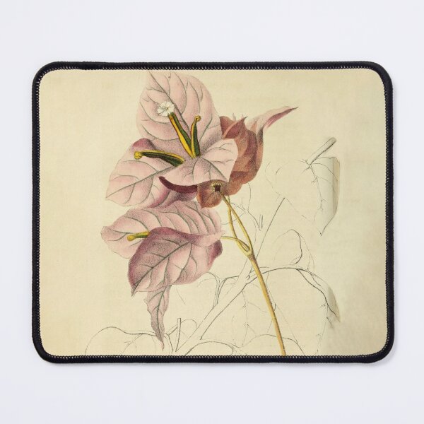 Item preview, Vintage Bougainvillea Horticultural review (1850) designed and sold by ptMaker.
