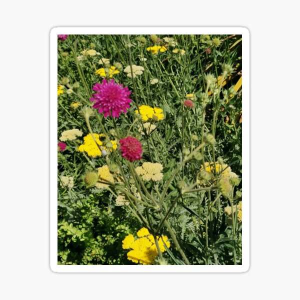 Meadow Dreams Sticker