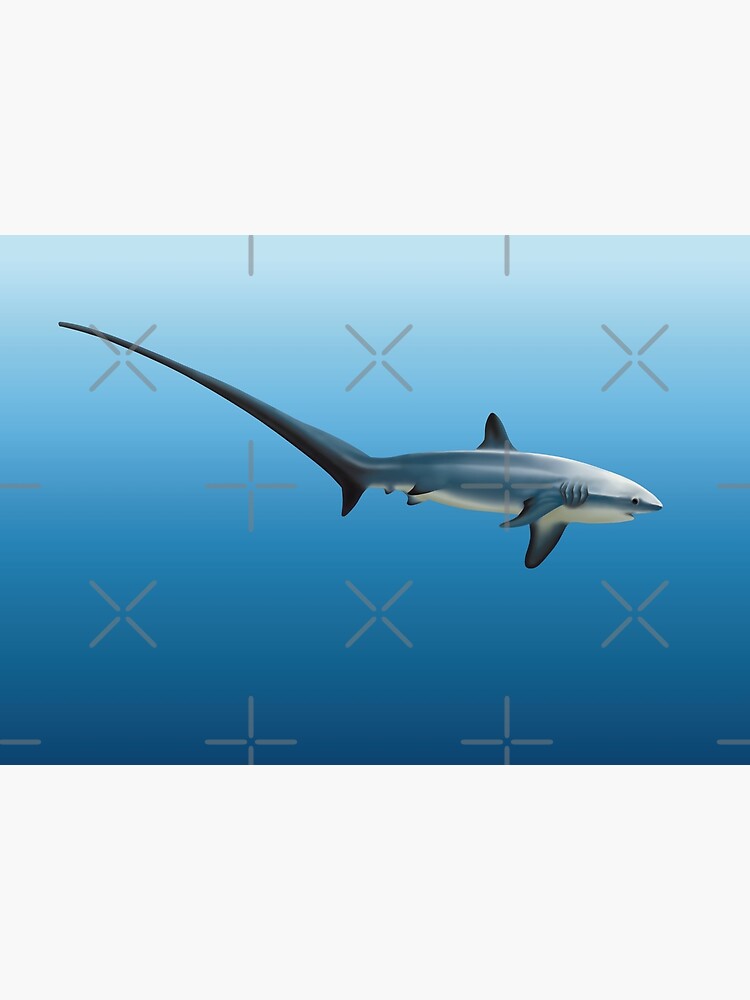 Thresher Shark