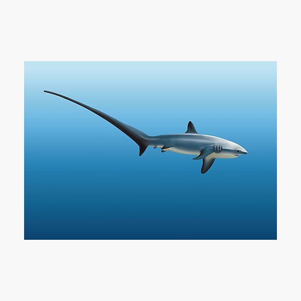 Item preview, Thresher Shark designed and sold by Scuba-Div3r.