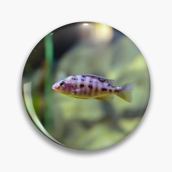 Item preview, Aulonocara species ‘OB Peacock’ cichlid designed and sold by lena-maximova.