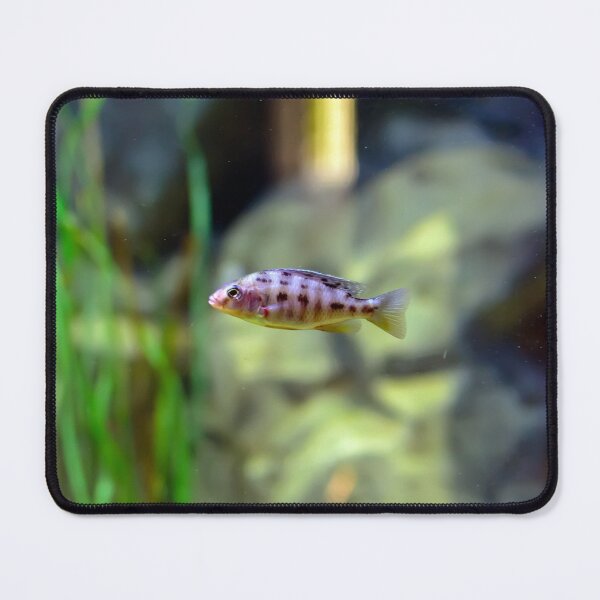 Item preview, Aulonocara species ‘OB Peacock’ cichlid designed and sold by lena-maximova.