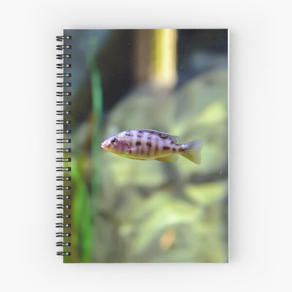 Item preview, Aulonocara species ‘OB Peacock’ cichlid designed and sold by lena-maximova.
