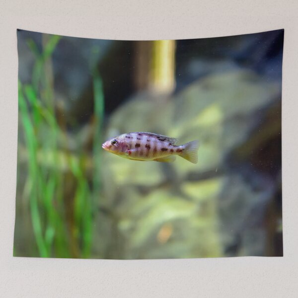 Item preview, Aulonocara species ‘OB Peacock’ cichlid designed and sold by lena-maximova.