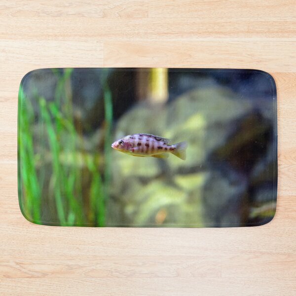 Item preview, Aulonocara species ‘OB Peacock’ cichlid designed and sold by lena-maximova.