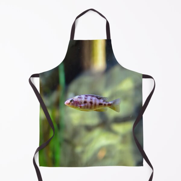 Item preview, Aulonocara species ‘OB Peacock’ cichlid designed and sold by lena-maximova.