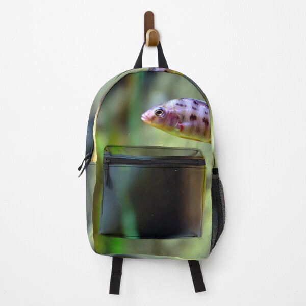 Item preview, Aulonocara species ‘OB Peacock’ cichlid designed and sold by lena-maximova.