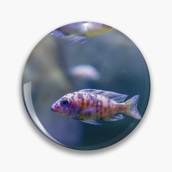 Item preview, Aulonocara species ‘OB Peacock’ cichlids designed and sold by lena-maximova.