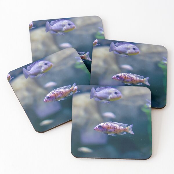 Item preview, Aulonocara species ‘OB Peacock’ cichlids designed and sold by lena-maximova.