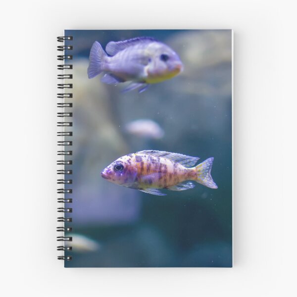 Item preview, Aulonocara species ‘OB Peacock’ cichlids designed and sold by lena-maximova.
