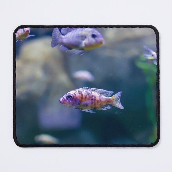 Item preview, Aulonocara species ‘OB Peacock’ cichlids designed and sold by lena-maximova.