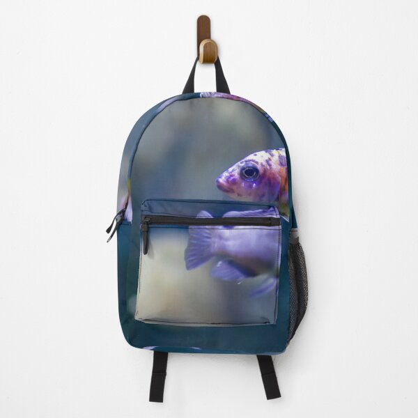 Item preview, Aulonocara species ‘OB Peacock’ cichlids designed and sold by lena-maximova.