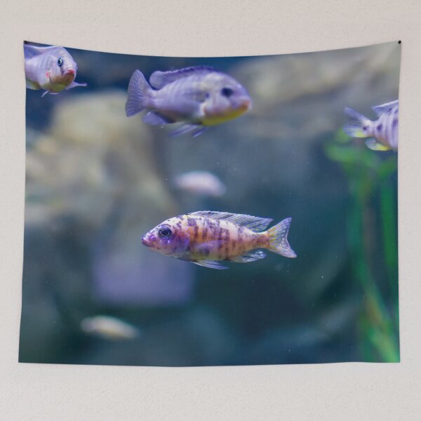 Item preview, Aulonocara species ‘OB Peacock’ cichlids designed and sold by lena-maximova.