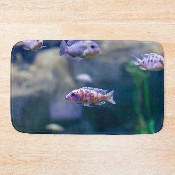 Item preview, Aulonocara species ‘OB Peacock’ cichlids designed and sold by lena-maximova.