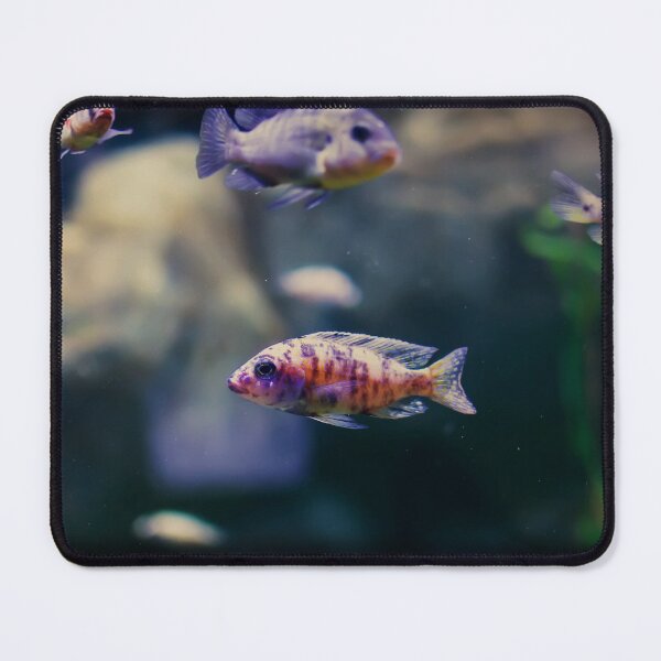 Item preview, Aulonocara species ‘OB Peacock’ cichlids designed and sold by lena-maximova.