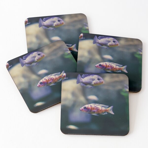Item preview, Aulonocara species ‘OB Peacock’ cichlids designed and sold by lena-maximova.
