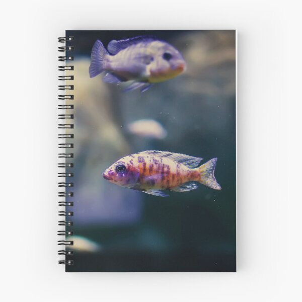 Item preview, Aulonocara species ‘OB Peacock’ cichlids designed and sold by lena-maximova.