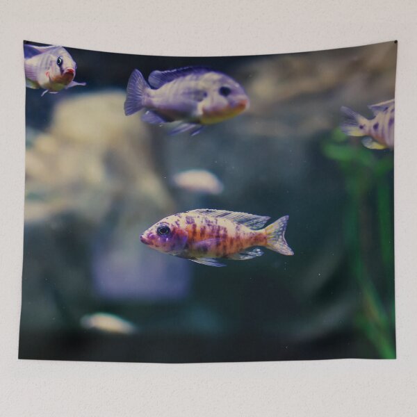 Item preview, Aulonocara species ‘OB Peacock’ cichlids designed and sold by lena-maximova.