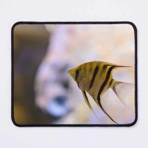 Item preview, Orinoco angelfish in fish tank designed and sold by lena-maximova.