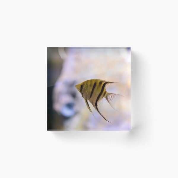 Item preview, Orinoco angelfish in fish tank designed and sold by lena-maximova.