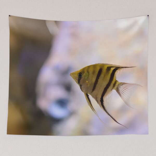 Item preview, Orinoco angelfish in fish tank designed and sold by lena-maximova.
