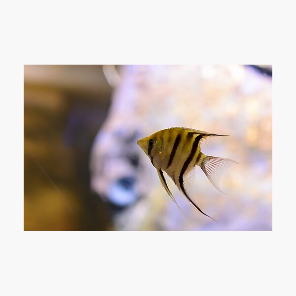 Item preview, Orinoco angelfish in fish tank designed and sold by lena-maximova.