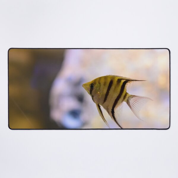 Item preview, Orinoco angelfish in fish tank designed and sold by lena-maximova.
