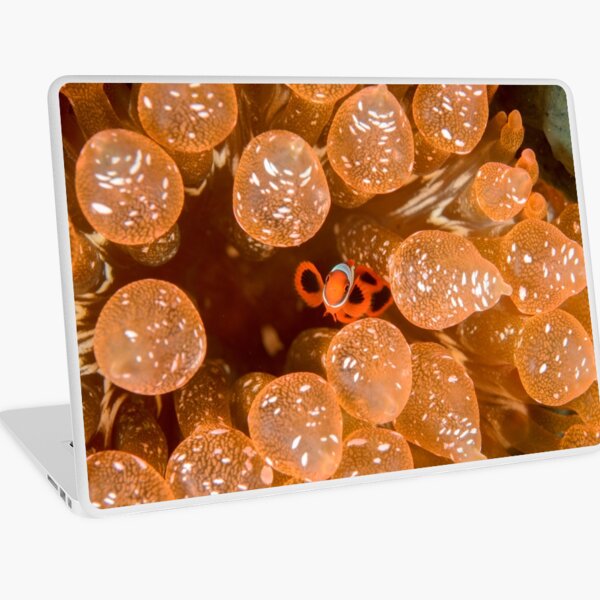 Tiny Spinecheek Anemonefish - Premnas biaculeatus Laptop Skin