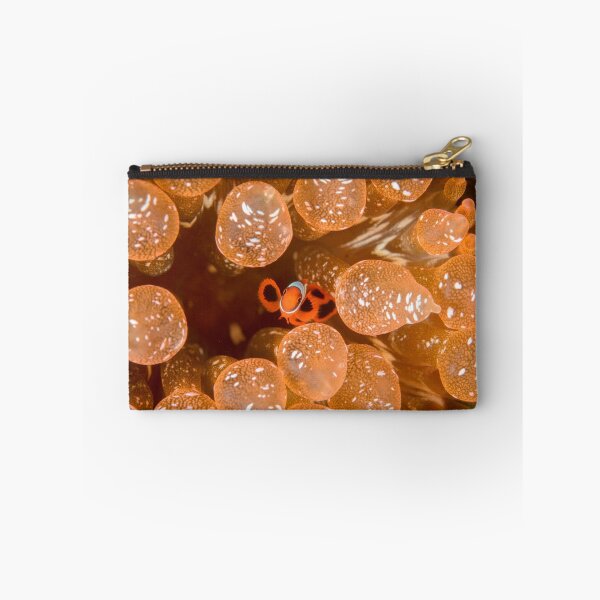 Item preview, Tiny Spinecheek Anemonefish - Premnas biaculeatus designed and sold by Andrew Trevor-Jones.