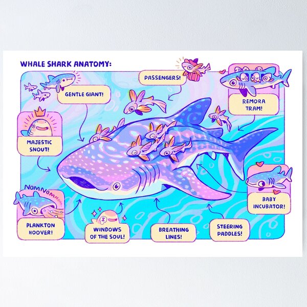 Item preview, Whale Shark Anatomy designed and sold by Requinoesis.
