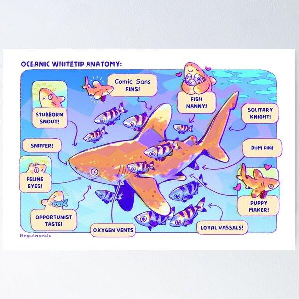 Item preview, Oceanic Whitetip Anatomy designed and sold by Requinoesis.