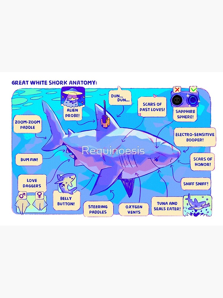 Great White Shork Anatomy by Requinoesis