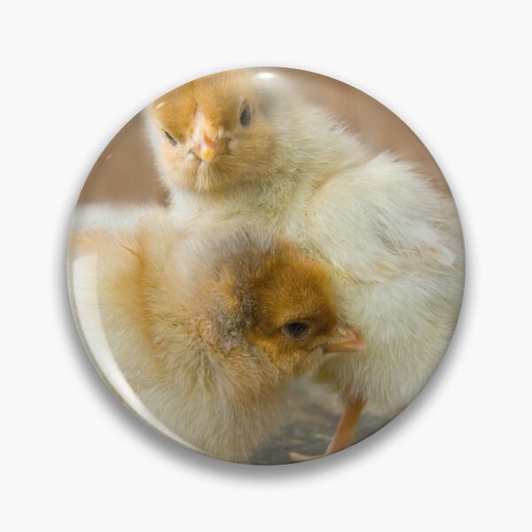 Item preview, Two Cute Baby Chicks golden polish chickens designed and sold by Steven Holt.