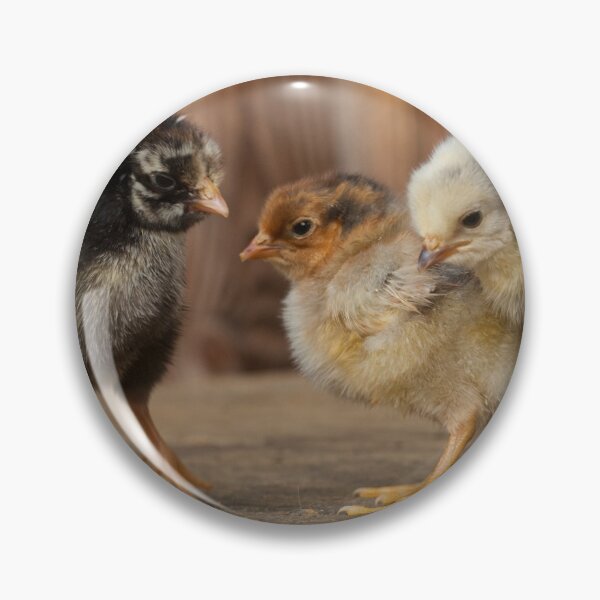 Item preview, Three Cute Baby Chicks, wyandote, blue polish and golden polish chickens designed and sold by Steven Holt.